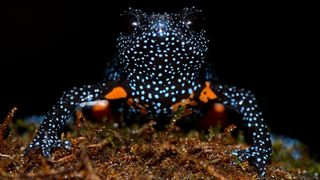 A close-up of a brightly colored amphibian with black skin speckled in blue and orange, resting on moss against a dark background