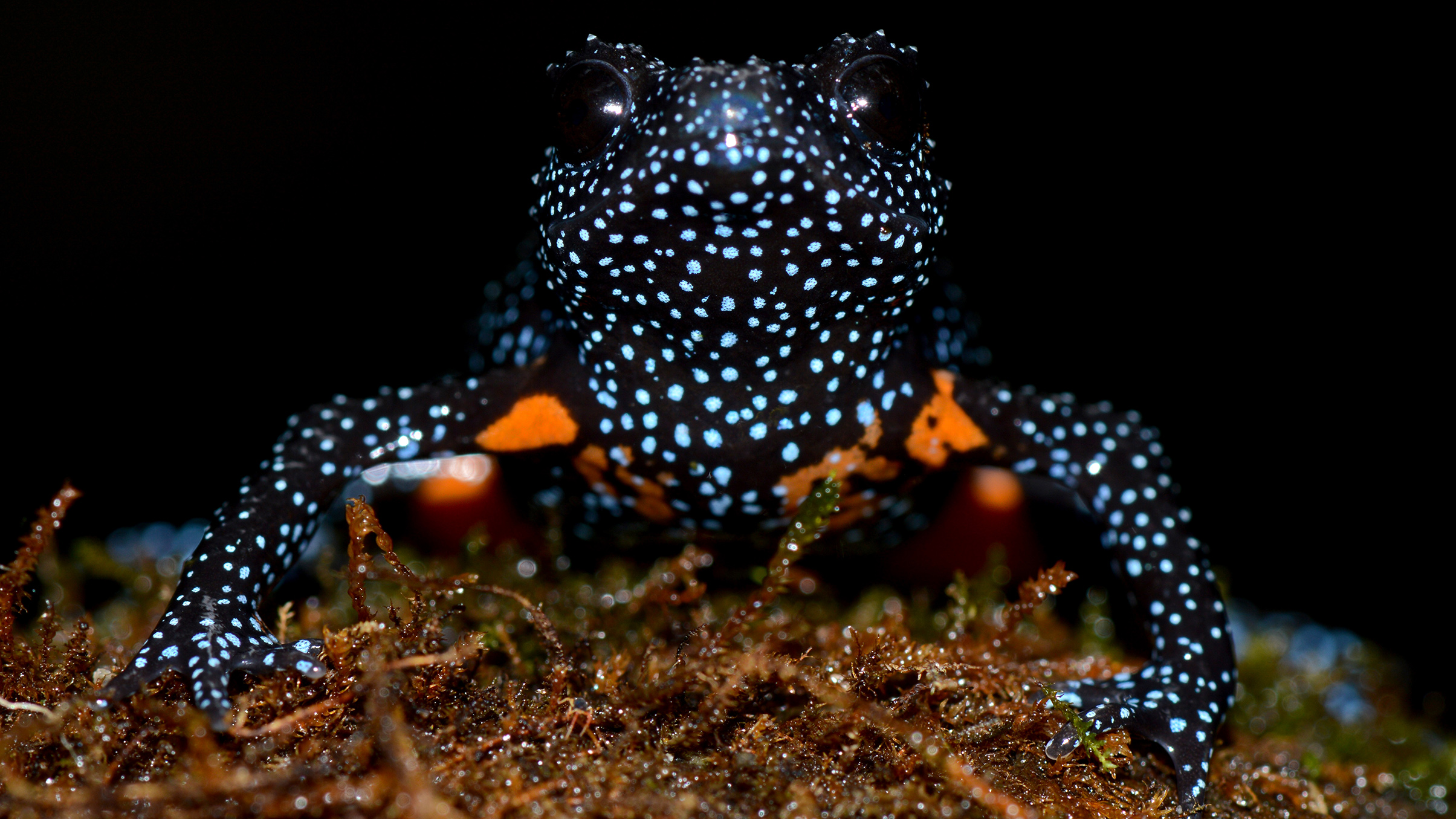 A close-up of a brightly colored amphibian with black skin speckled in blue and orange, resting on moss against a dark background