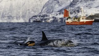 A mother orca and her very young calf swim near a boat in Norway.