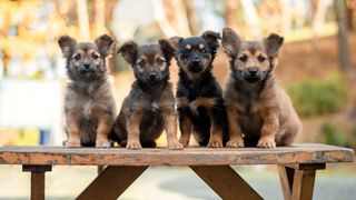 Puppies on a bench