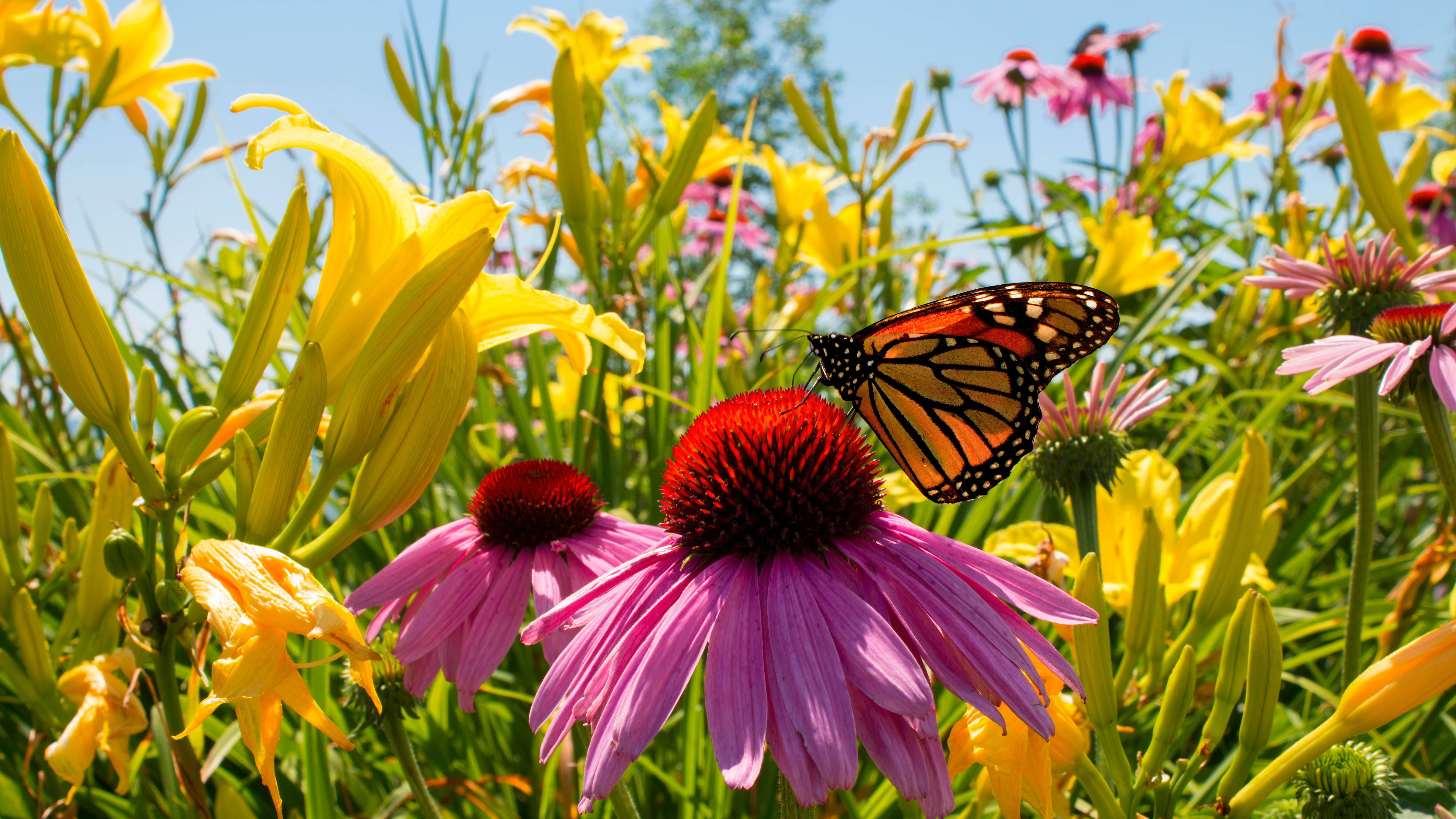 Бабочка отдыхает на полевых цветах