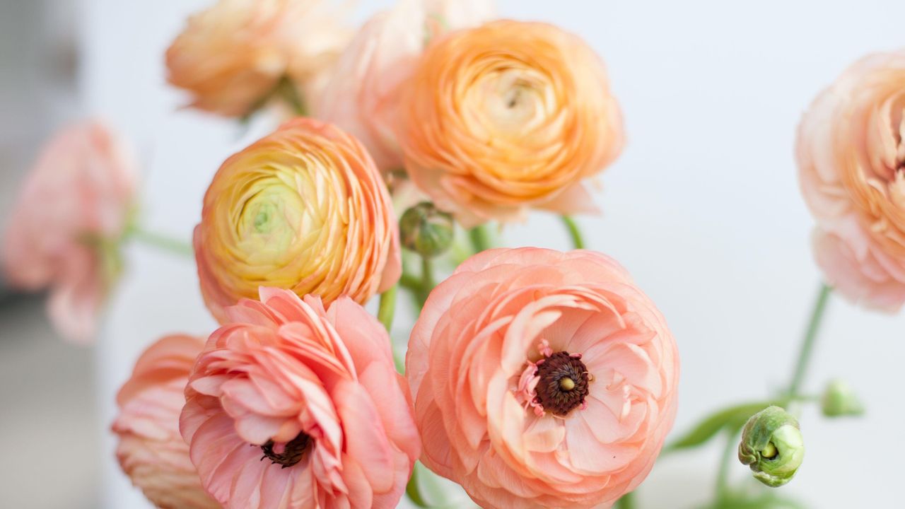 peach ranunculus blooms up close