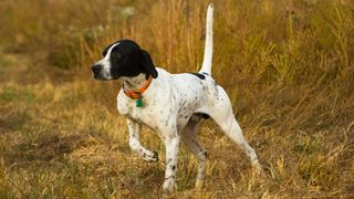 English Pointer