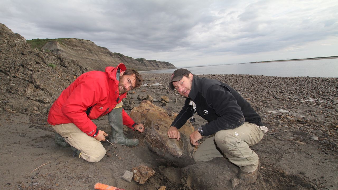 Paleontologists chisel out a dinosaur fossil in northern Alaska.