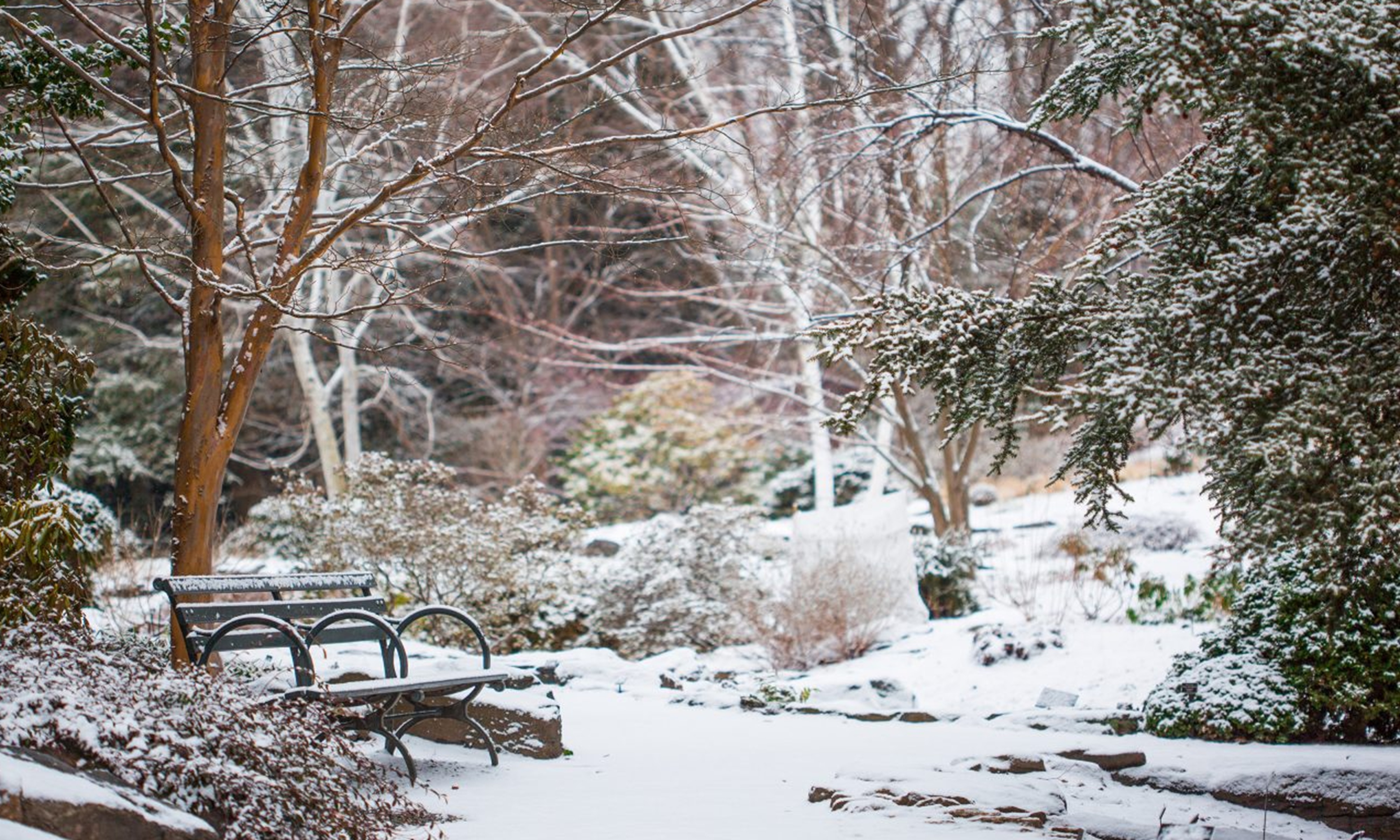 Rock Garden at New York Botanical Garden in the snow
