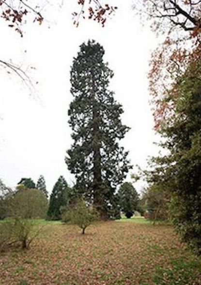 This may be the oldest living Christmas tree in the U.K.