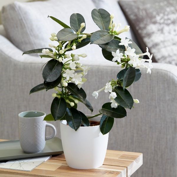 Fragrant indoor plants the best smelling plants for your home Real Homes