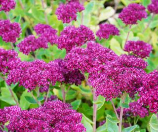 sedum plants flowering in mixed border