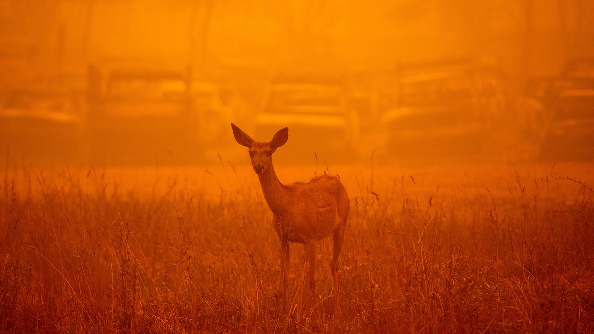 A deer wanders through heavy smoke in front of a row of burned cars during the Dixie fire in Greenville, California on Aug. 6. The enormous wildfire has been burning since mid-July and is the largest in the state&#039;s history.