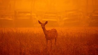 A deer wanders through heavy smoke in front of a row of burned cars during the Dixie fire in Greenville, California on Aug. 6. The enormous wildfire has been burning since mid-July and is the largest in the state's history.