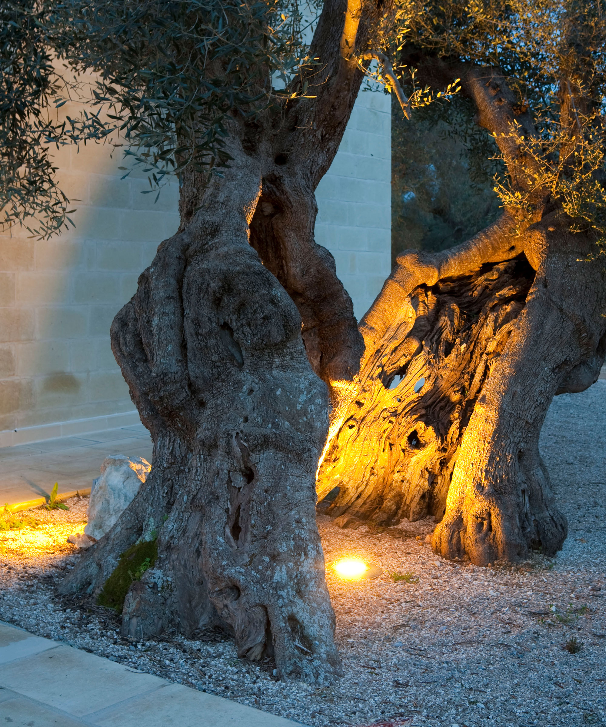 A tree with a split trunk and uplighters built into the ground below