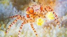 an orange and black crab holding two yellow sea anenomes on white coral