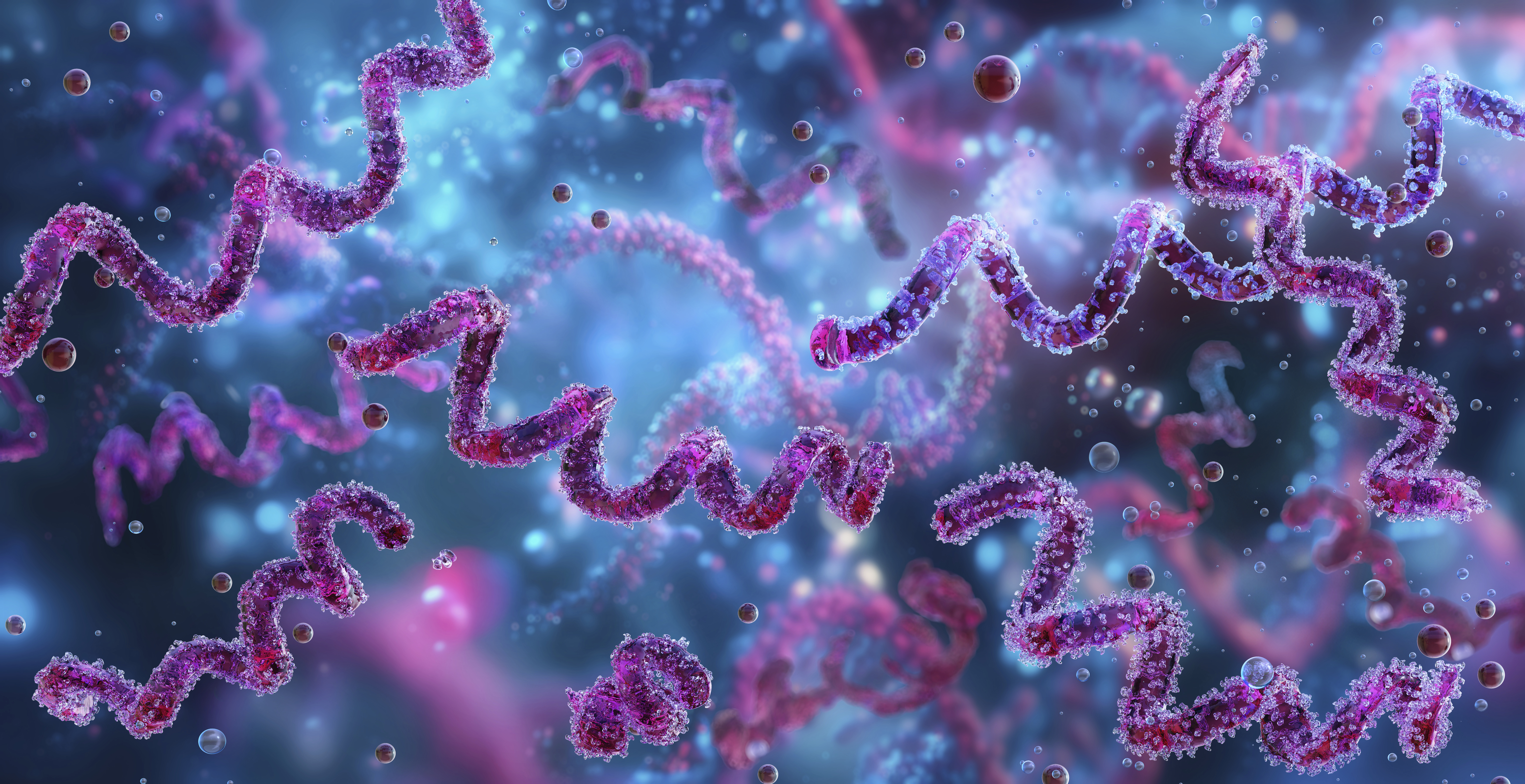 Illustration of syphilis bacteria 