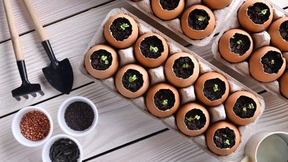 Eggshell pots for seedlings