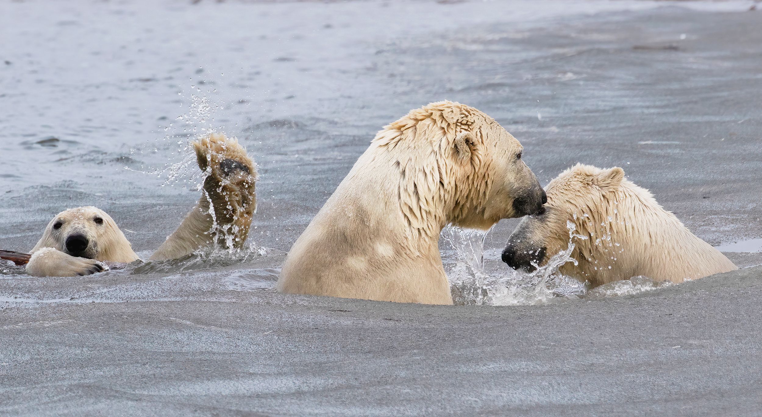 comedy wildlife photography