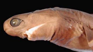 A side profile photo of a cookiecutter shark head.