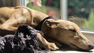 Whippet sleeping on window ledge