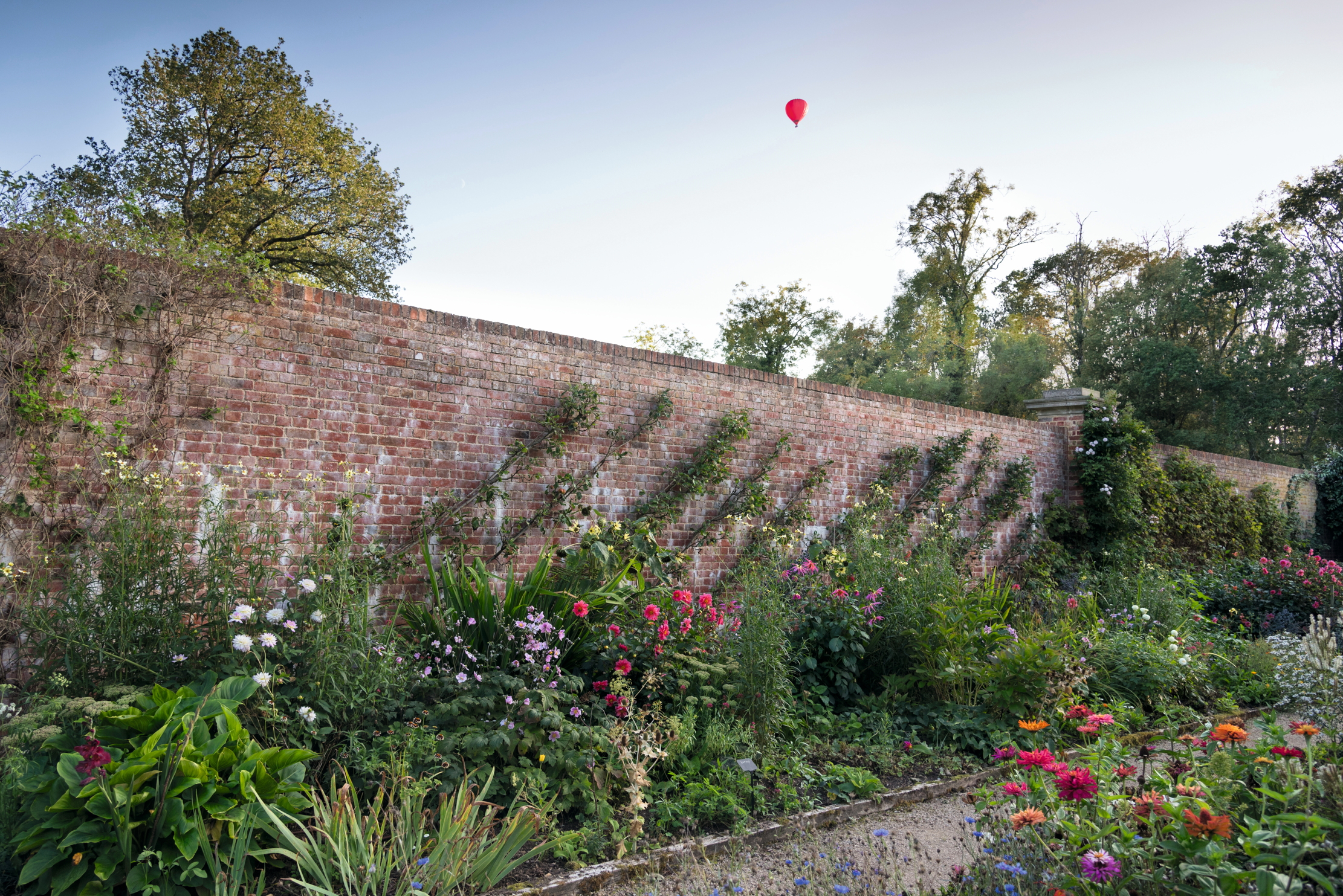 Apple cordons grow behind dahlias, zinnias, Helianthus &#039;Buttercream&#039; and bidens.