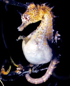 A newborn Australian pot-bellied seahorse peeks its head out from its father's pouch.