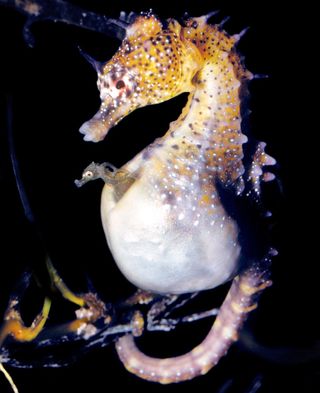 A newborn Australian pot-bellied seahorse peeks its head out from its father's pouch.