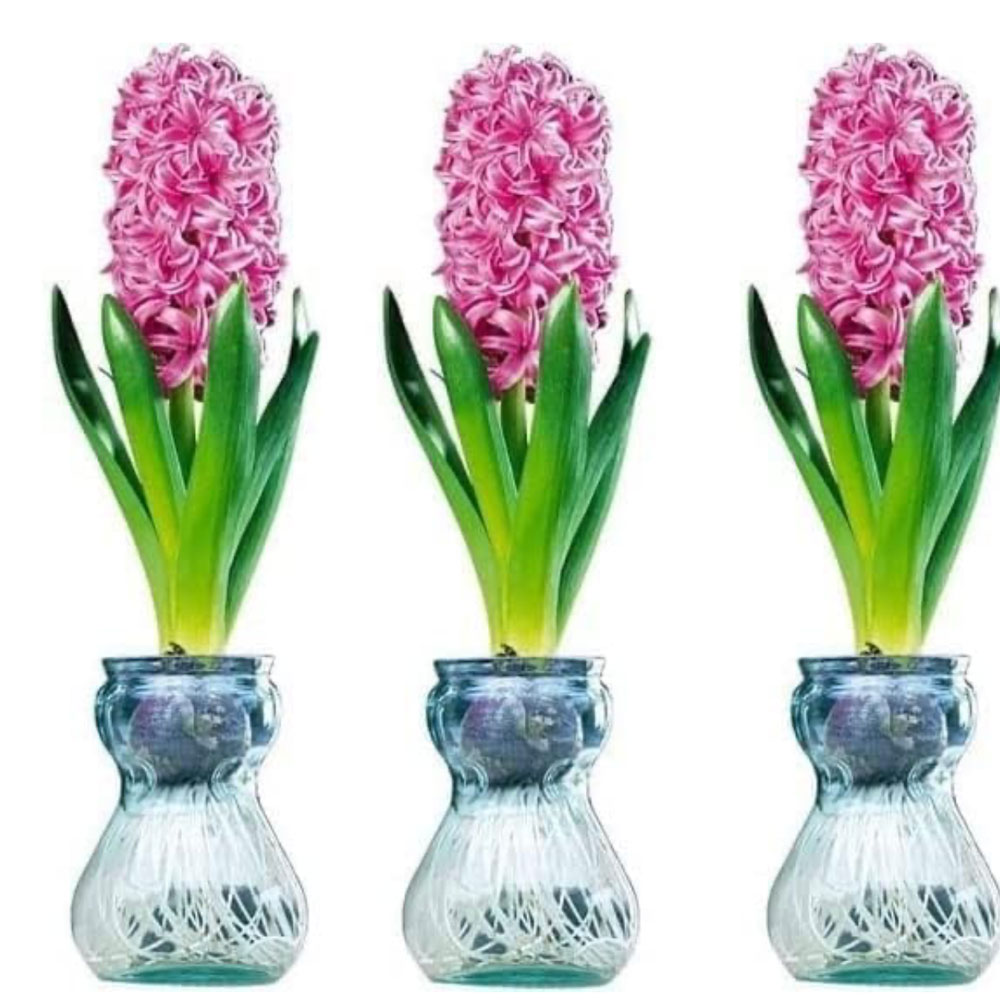 hyacinths