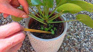 Propagating a Chinese money plant