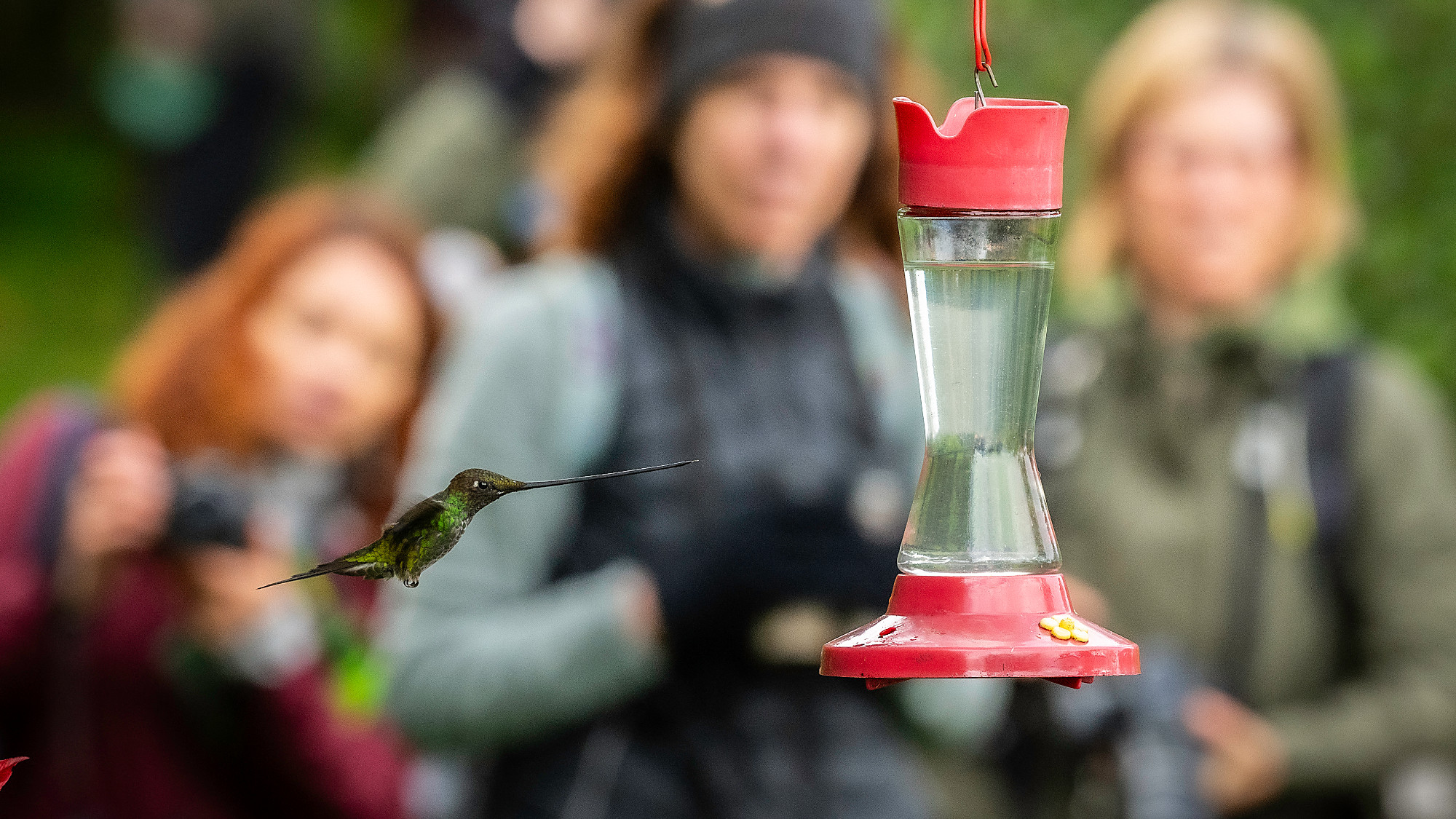 A hummingbird