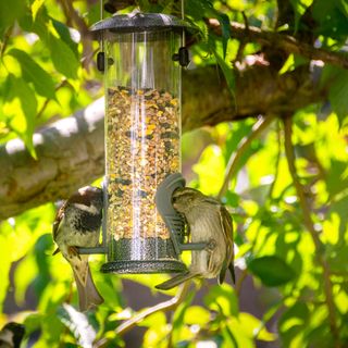 Two birds on seed-filled plastic bird feeder