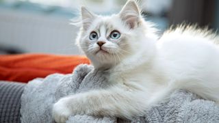 Grey and white ragdoll kitten with blue eyes