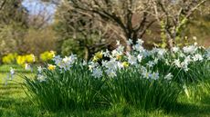Narcissus under trees