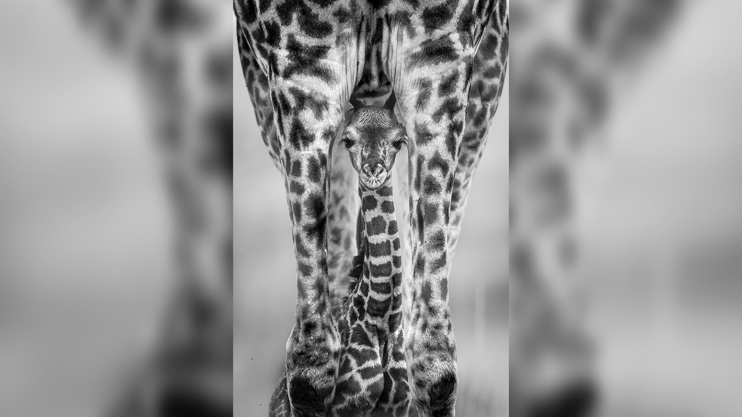 A touching moment that may soon become a thing of the past: a mother giraffe and her infant captured in Kenya's famous Mara North Conservancy wins a major photography award
