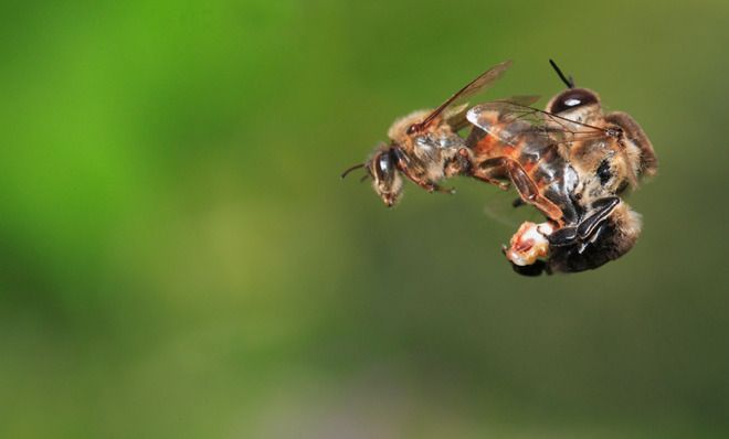 Honey bees mating