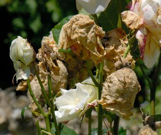Rose blooms with botrytis