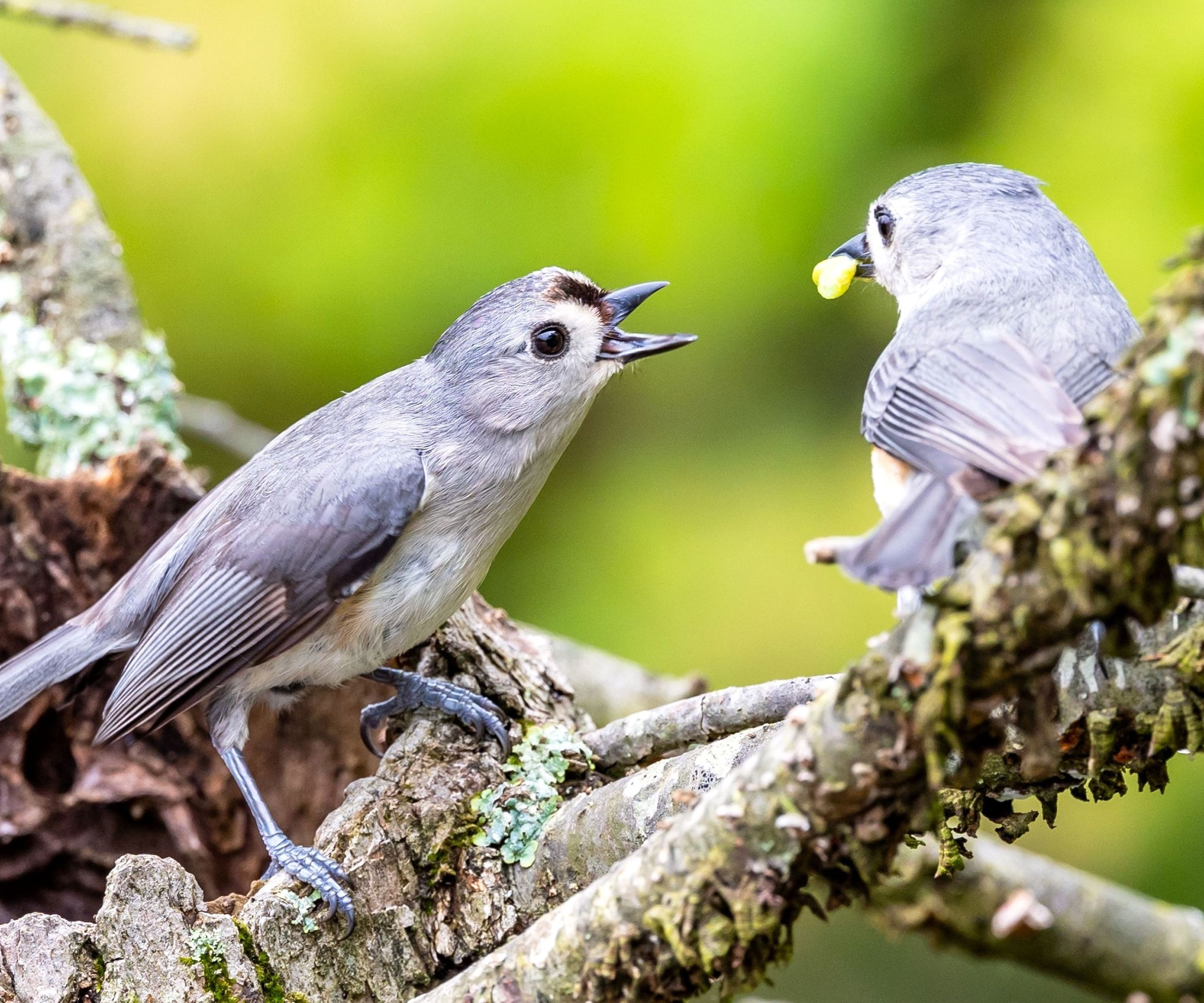 tufted titmice birds feeding on branches near nest