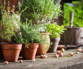 lavender and rosemary in pots