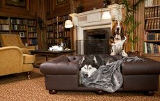 Cliveden-Pet-Friendly-Dog-1.jpg