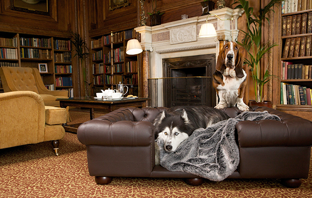 Cliveden-Pet-Friendly-Dog-1.jpg