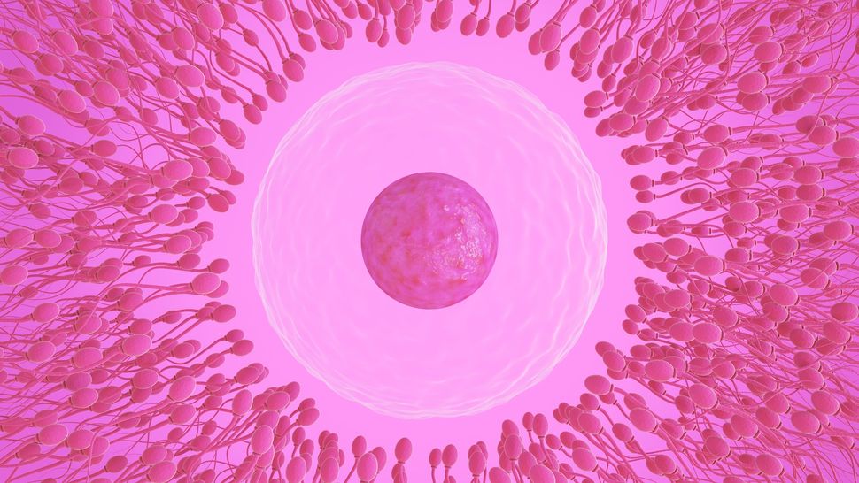 The choice of sperm is 'entirely up to the egg' — so why does the myth