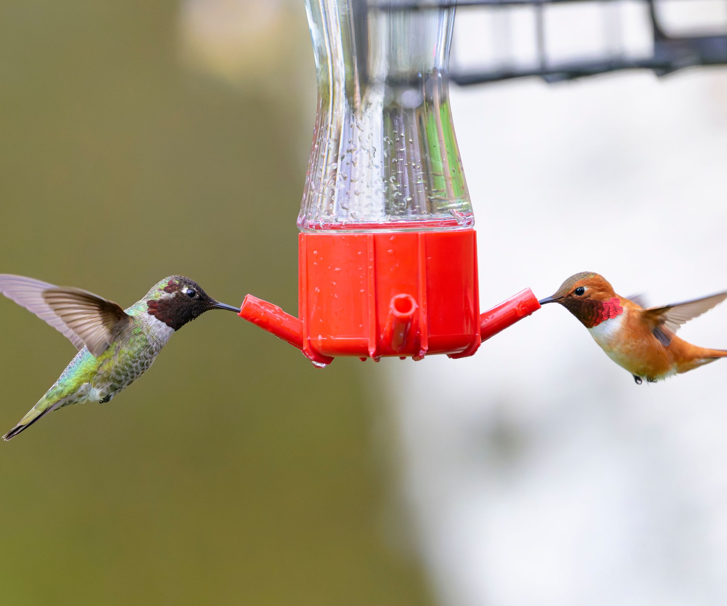 Rufous and Anna's Hummingbird on a feeder