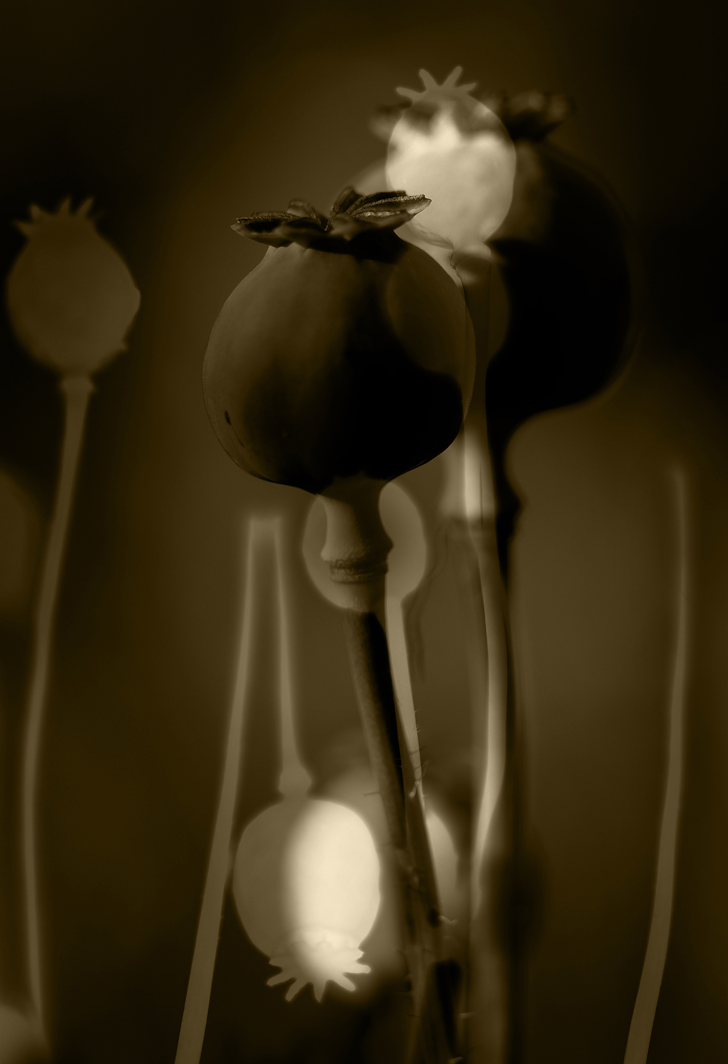 Sepia-toned image of poppy seed pods against a blurred background. The mood is serene and enigmatic, emphasizing natural shapes and textures