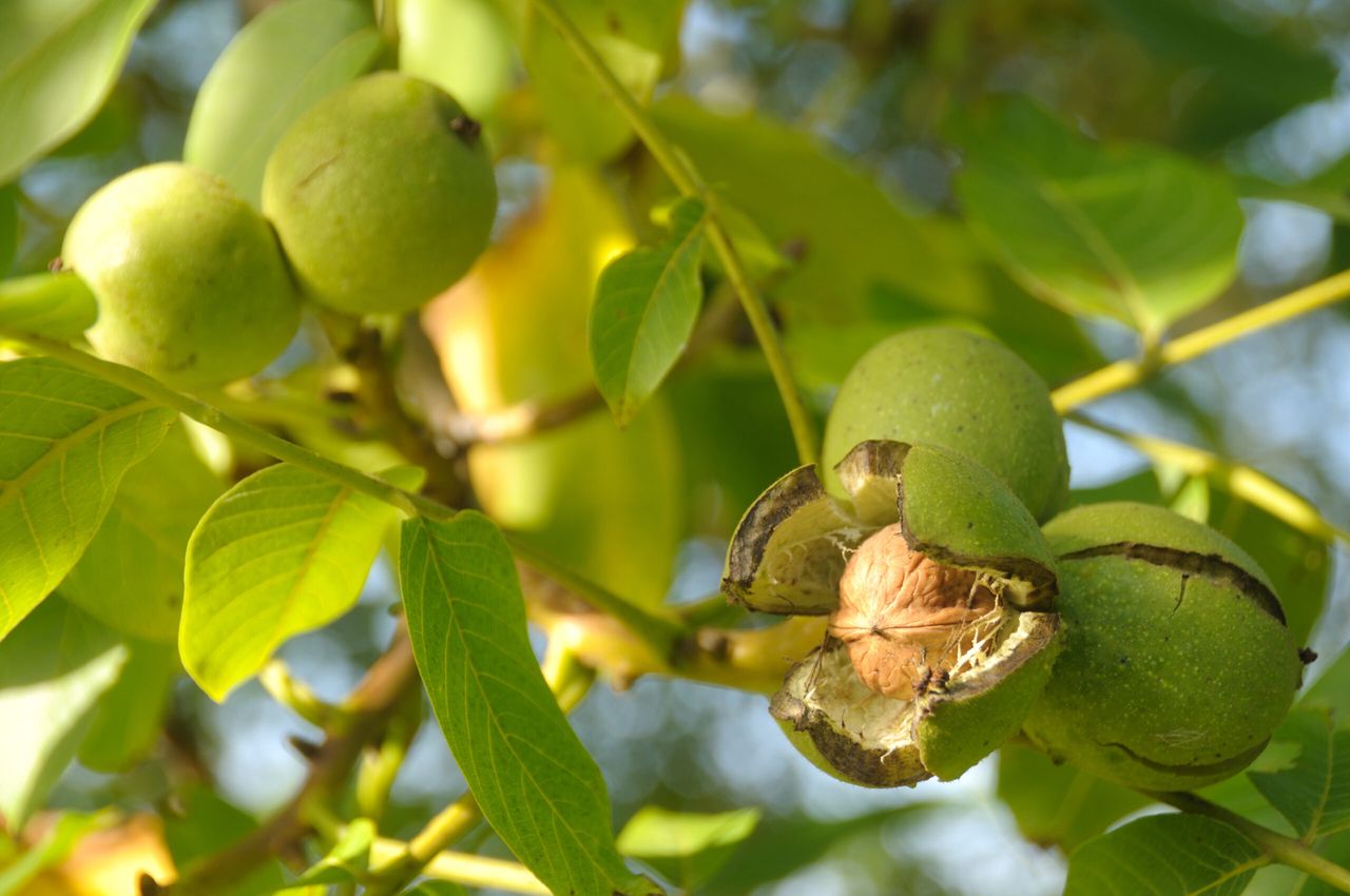 Walnut worship: mature walnuts burst out of their husks in early autumn, providing a perfect accompaniment to a glass of Port.