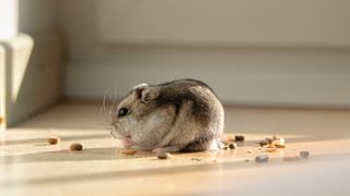 The Life Expectancy of Hamsters -cute animal names