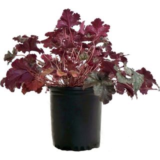 Heuchera 'Plum Pudding' 