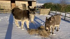 Bob-and-Raffles-at-their-home-in-Scotland-ii.jpg