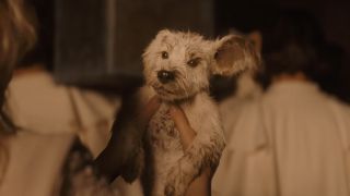 Krypto as a puppy in the Supergirl trailer.