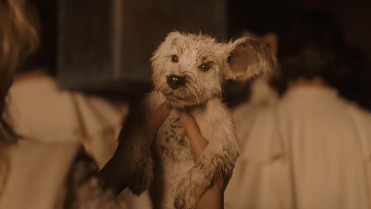 Krypto as a puppy in the Supergirl trailer.