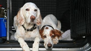 Two dogs in a travel crate