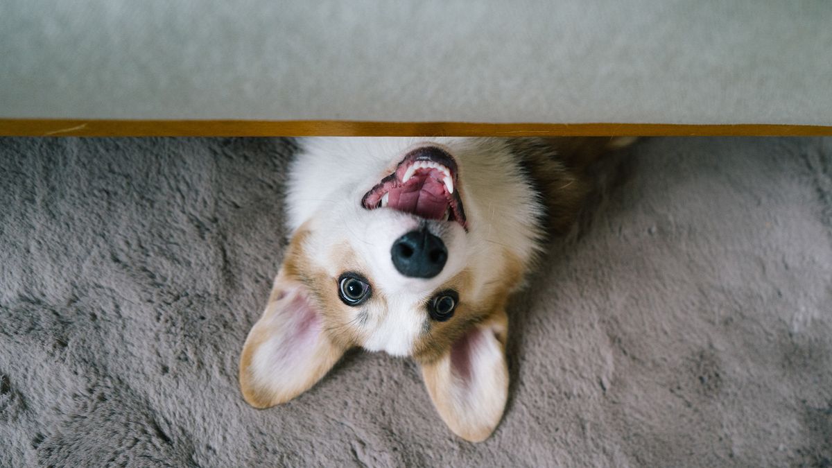 Dog popping out from under the sofa