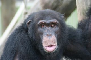 This chimp is smacking and kissing its lips to gain the attention of researchers carrying food.