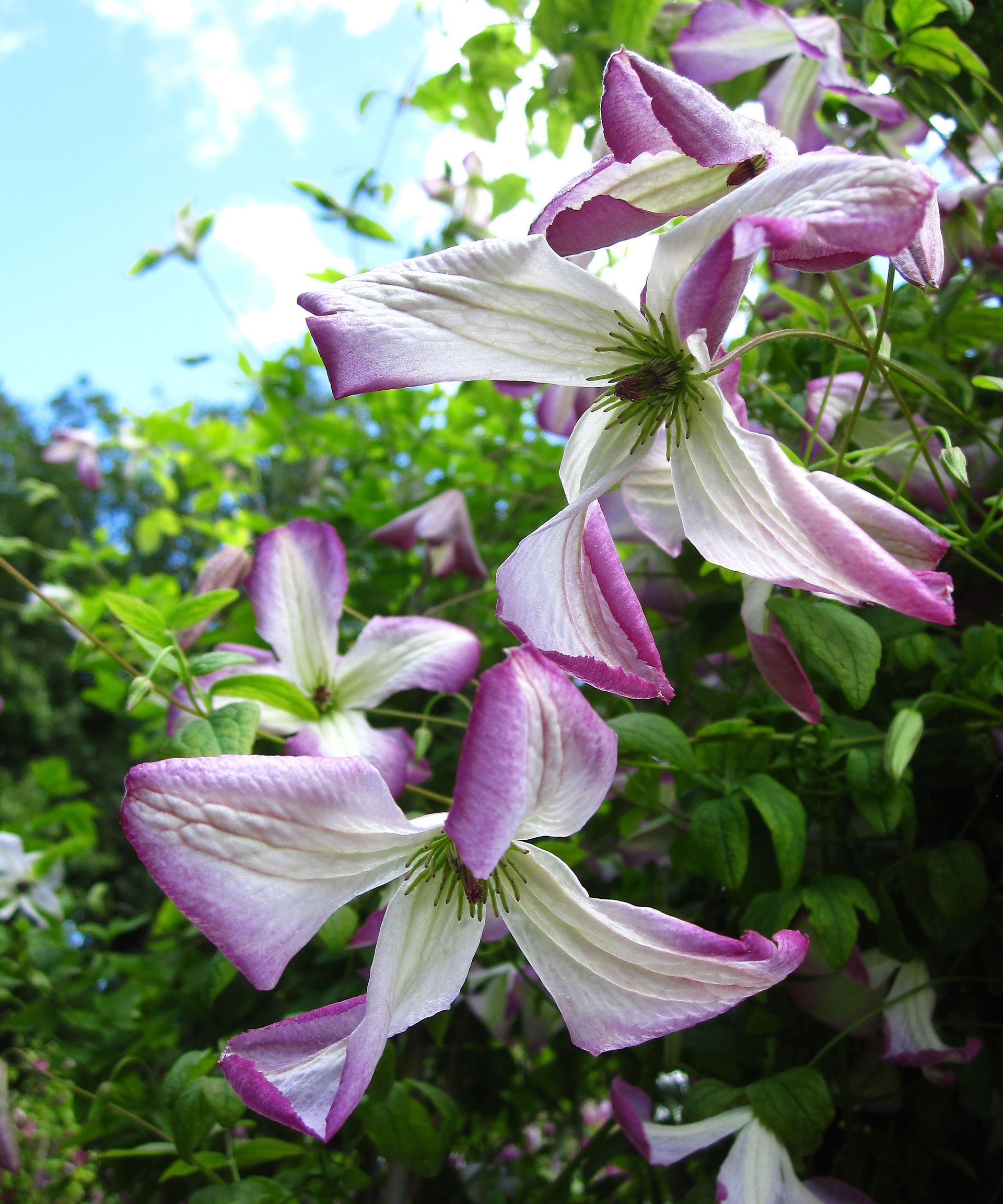 clematis I Am Lady Q
